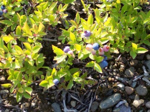 Tiny blue berries on a small wild huckleberry bush near Sudbury