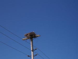 An osprey's head appears over the top of the large nest of twigs atop a telephone pole