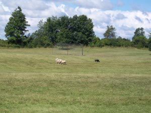 The border collor herds four sheep across the rolling grassy field