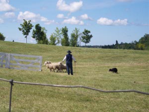 The handler holds the door to the pen open, while the dog works them in.  This is the hardest part.  The handler uses a shepherd's
crook to appear larger and help move the sheep into the pen
