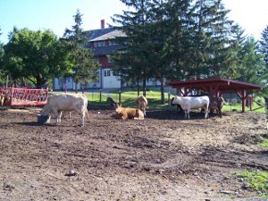 Cows peacefully grazing surrounded by trees and museum buildings