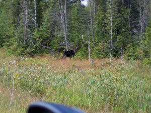 The dark moose stands behind the tall grass, next to a wood
