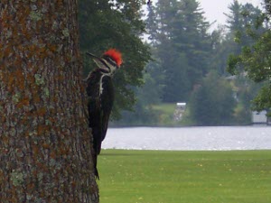 The bright red crest and black and white neck sets off the pileated woodpecker against a large tree