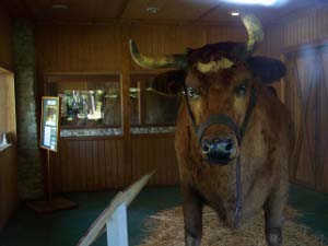 The stuffed steer is protected from the elements inside a building with plate glass windows