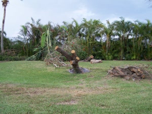 A tree trunk has been sawn into pieces for removal after the hurricane