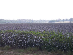 The cotton field looks like a pointilist painting with equal parts white and brown