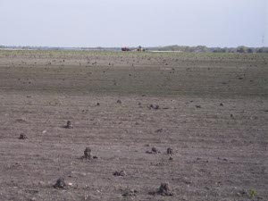 Mud towers dot the surface of a crawfish ranch covering many acres in East Texas