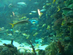 brightly colored reef fish swim in the aquarium tank