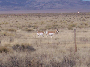 two antelope in the distance seem unconcerned by the installation