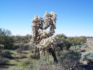 An enormous cholla has grown to the size of a tree, its tips colored greyish white, and its spiny trunk brown