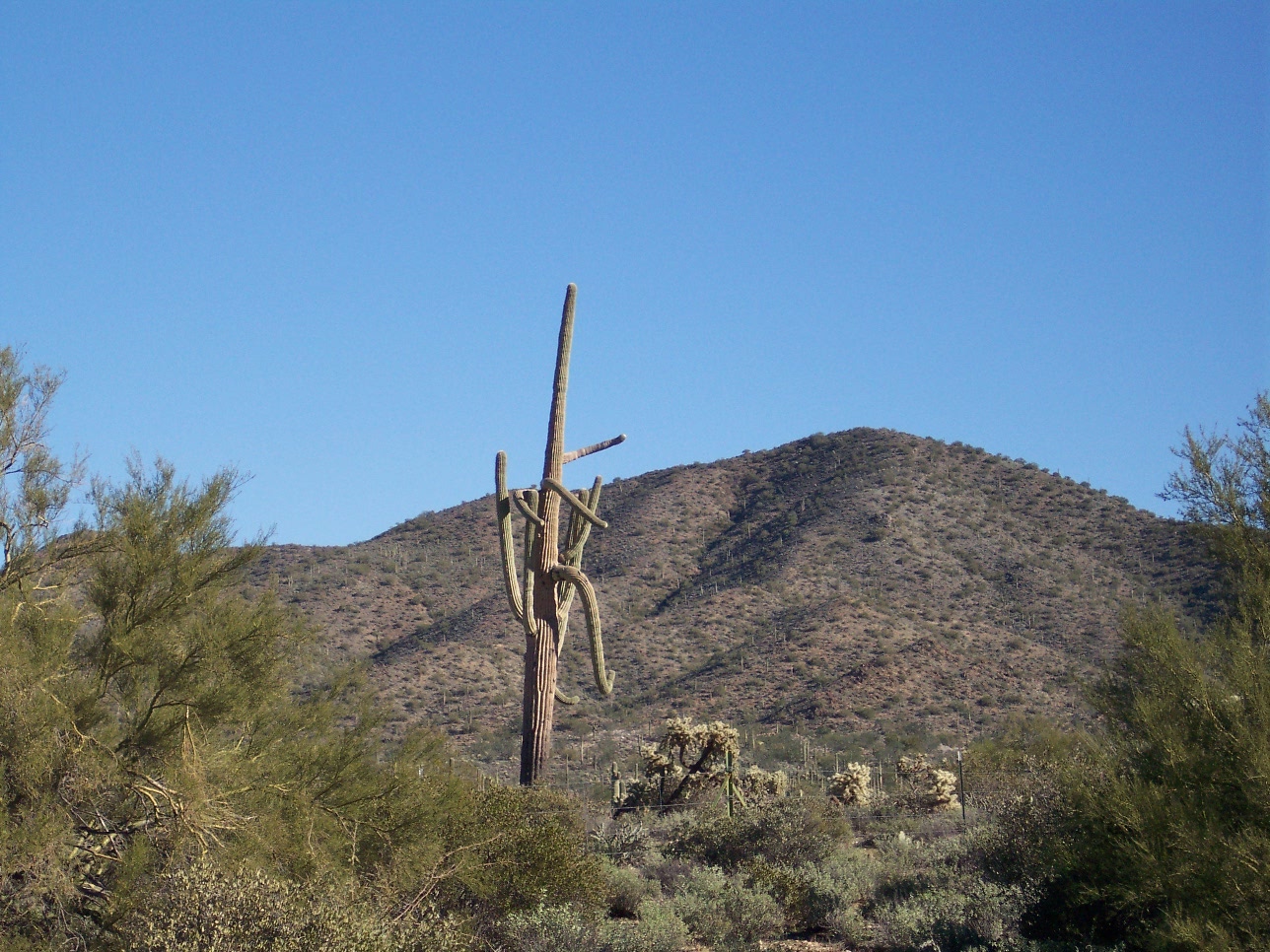 A lone saguara reaches to the sky against an Arizona mountain backdrop