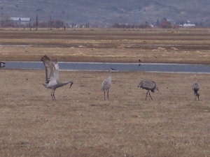 The male sandhill crane spreads his wings and lowers his head in a mating dance