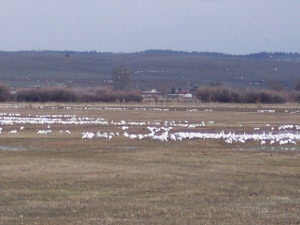  The field is striped with white as thousands of snow geese stop along their migration path