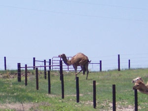 An adult camel and two young camels are seen behind a typical post and barbed wire fence