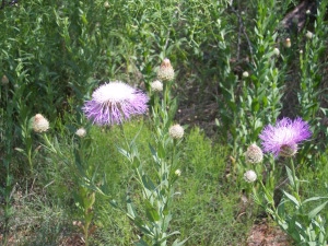 Puff-ball flowers with a white center and hundreds of feathery purple strands in the Palo Duro State Park, Texas