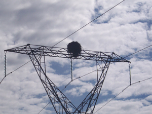 An eagle nest has been built atop a high tension electrical tower