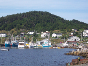 Fishing boats and scattered white houses on the green hillside overlooking the 
blue waters of a Newfoundland outport harbor