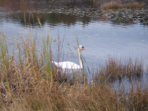 A lone swan swims in a grassy estuary