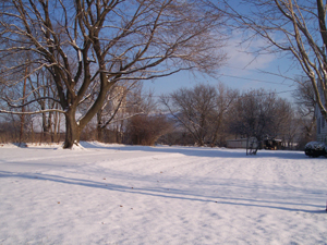 A snowy white roadway is set off by the limbs and branches of large trees
against a light blue winter sky.