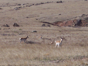 Antelope, southeastern Wyoming