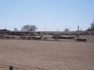 Large flock of sheep in feed lot