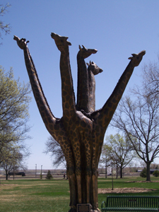 The Skygrazer statue, made from an elm with four upturned branches next to the
trunk, and carved in the shape of five giraffe necks, stands in a public park
in Sterling, Colorado.