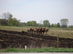 Amish farmer, northern Indiana