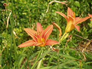 A bunch of wild lilies