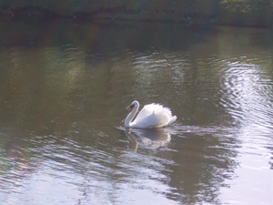 A swan near our hotel in Andover Massachusetts