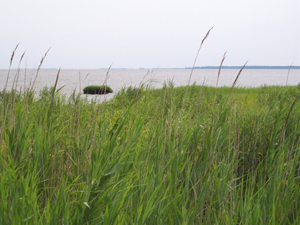 Grasses at the water's edge in Bay Side