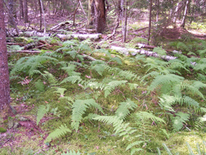 The forests are filled with ferns