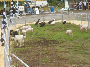 Ducks goats and piglets for the pig races