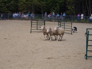 Herding the three sheep