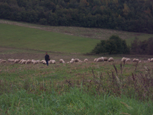 In the Slovak countryside we saw a shepherd walking along with a flock of sheep