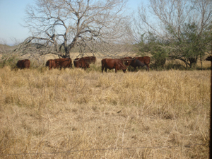 King Ranch cattle are a Santa Gertrudis and Santa Cruz mix