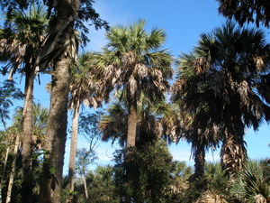The Sabal Palm tree