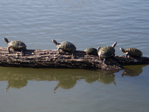 A logful of turtles