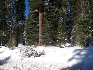 Winter scene in the Sierra Nevada