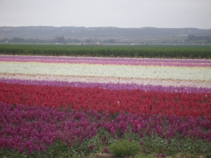 Commercial flowergrowing near Lompoc