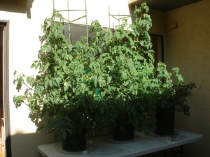 Out tomato plants
