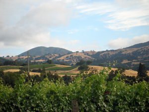 A typical vineyard in Sonoma County