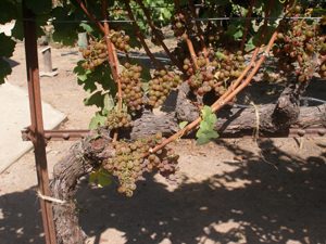 Bronze-colored Gewurtztraminer grapes
