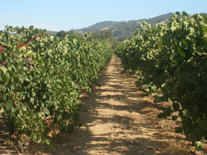 Vineyard before picking