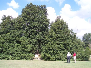 Magnolia tree in Washington Arkansas
