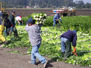 Harvesting celery