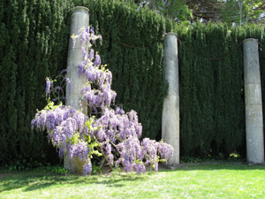 Wisteria vines at the High Place