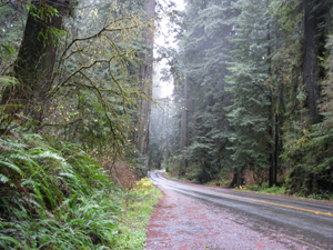 Redwood forests on Highway 1