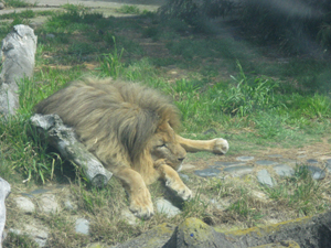 A sleeping lion