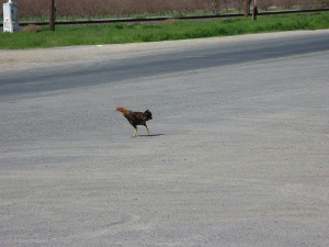 On a macadam street with no traffic the Pixley chicken (a Rhode Island Red cock) walks around, pecking for food