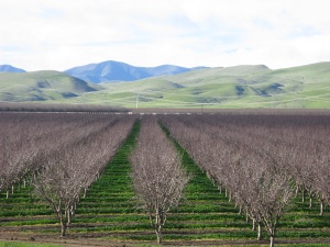 Against a backdrop of the California coastal hills and mountains, a vast orchard is seen, with the trees planted in perfectly straight rows.